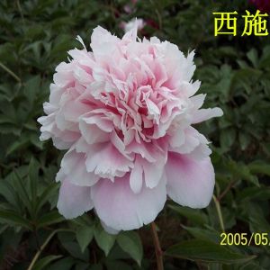 观赏芍药 