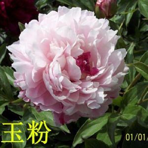 观赏芍药 