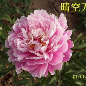 观赏芍药 